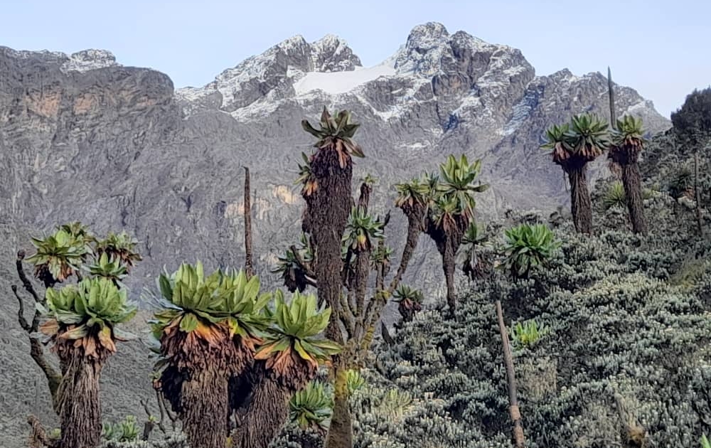 Vegetation Of The Rwenzori Mountains National Park