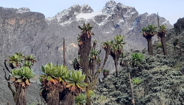 Vegetation Of The Rwenzori Mountains National Park