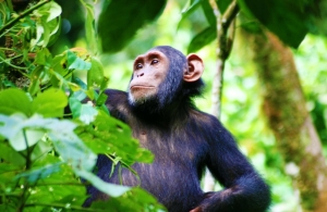14 Days Rwenzori Trek, Chimpanzees, Wildlife & Gorilla Trekking Safaris