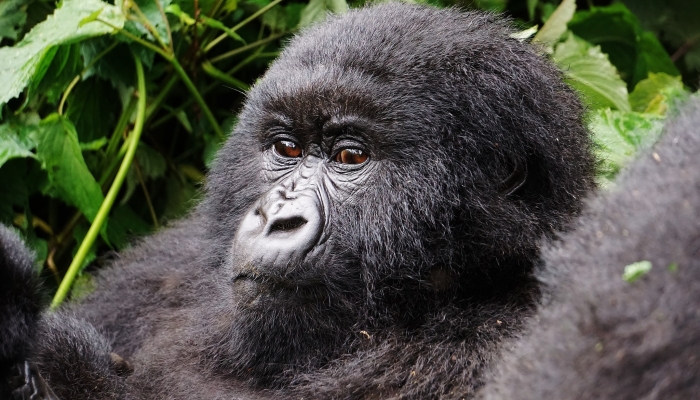 gorilla trekking withrwenzori