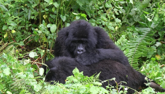 12 days Gorilla trekking with Rwenzori