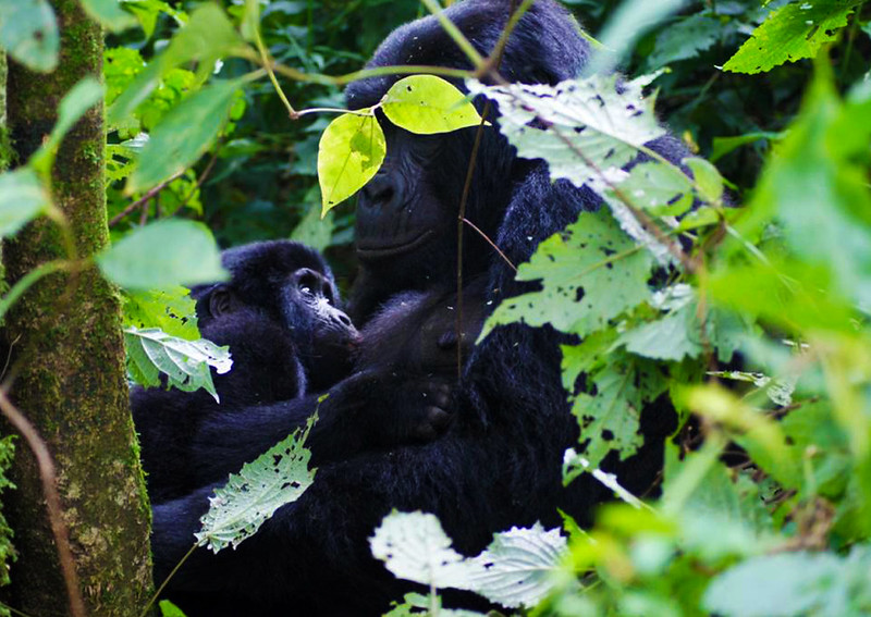 Chimpanzee trekking Experience in Kibale Forest National Park