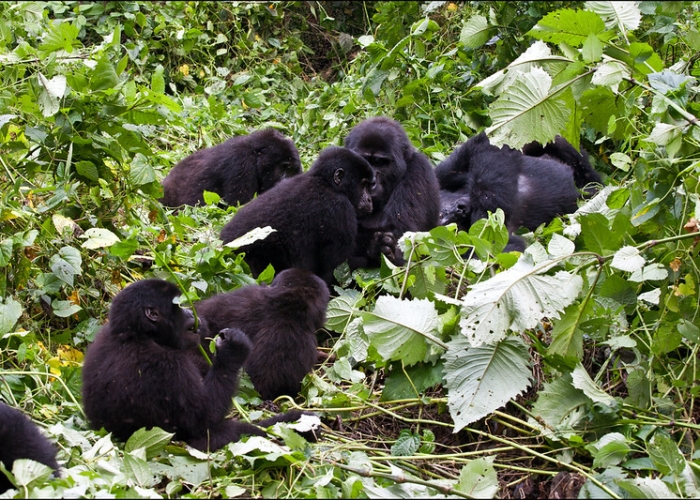 What to expect during gorilla trekking in Uganda