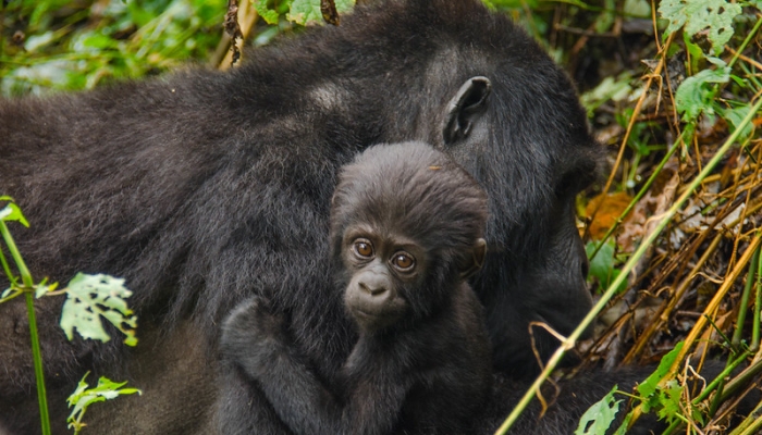 Gorilla trekking in Bwindi