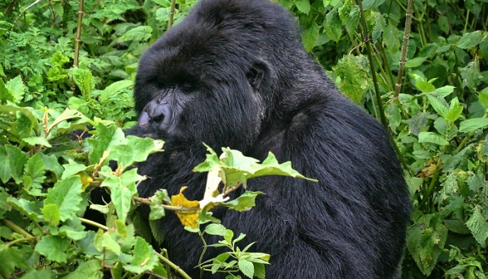 Gorilla trekking in Mgahinga