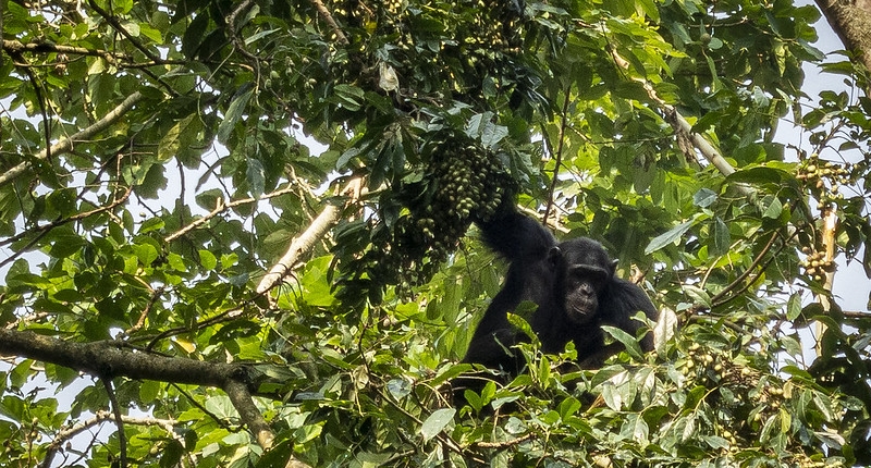Chimpanzee tracking in Kalinzu Forest