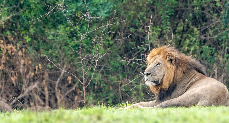 10 Days Rwenzori Hiking, Chimpanzee trekking/tracking, wildlife(big five) Safari- Rwenzori Mountains National Park, Kalinzu Forest and Queen Elizabeth National Park