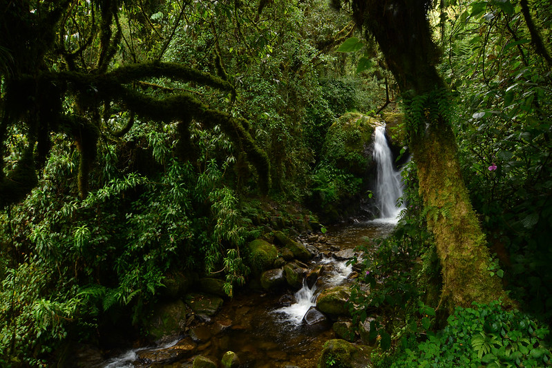 8 Days Rwenzori Mountains Hiking in Rwenzori Mountains National Park and Mountain gorilla trekking in Bwindi Impenetrable national Park Safari Expeditions